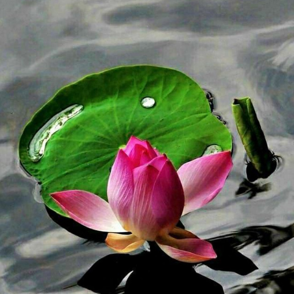 Reiki - Mensagens